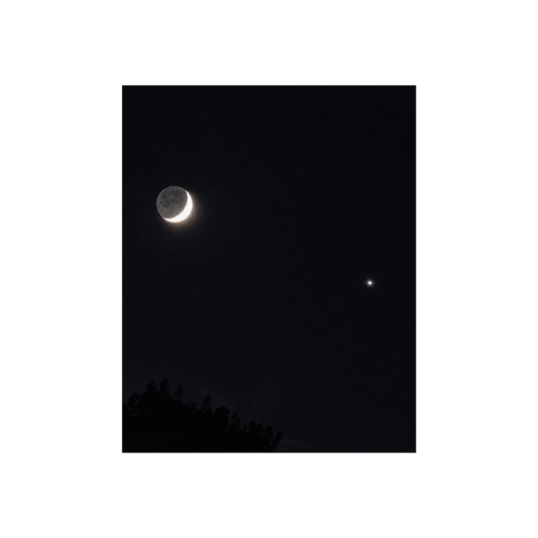 Moonlit Companion