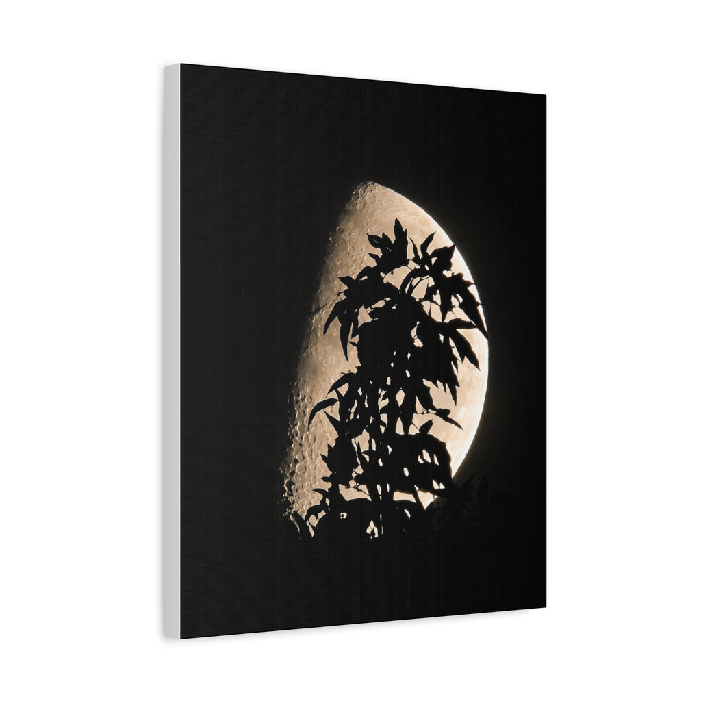 Moonlit Veil