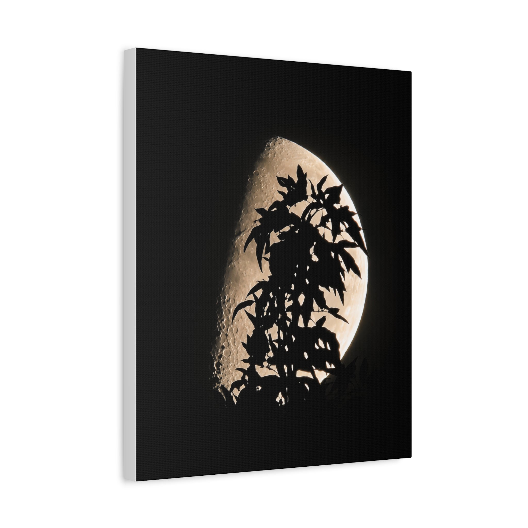 Moonlit Veil