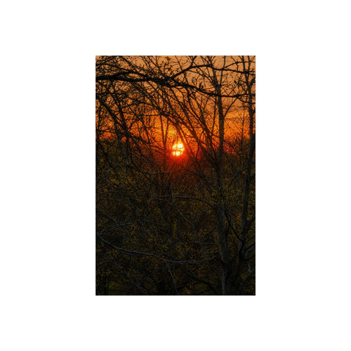 Entangled Ember in KCMO Sunset