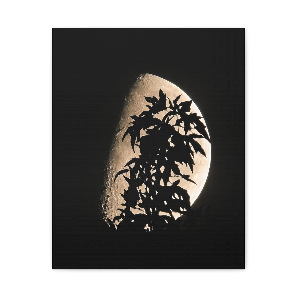 Moonlit Veil