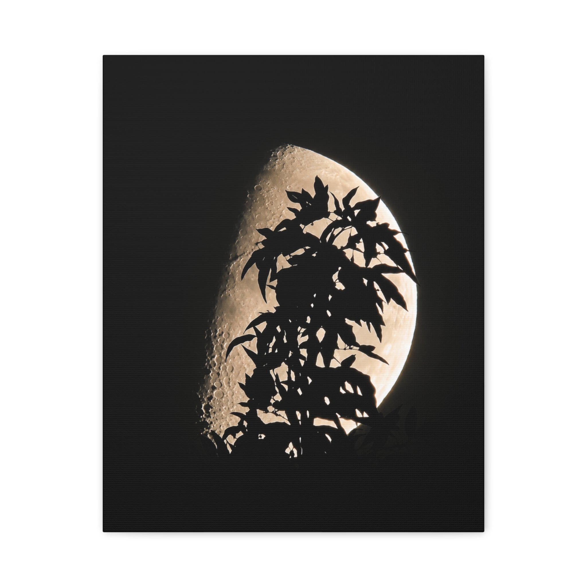 Moonlit Veil