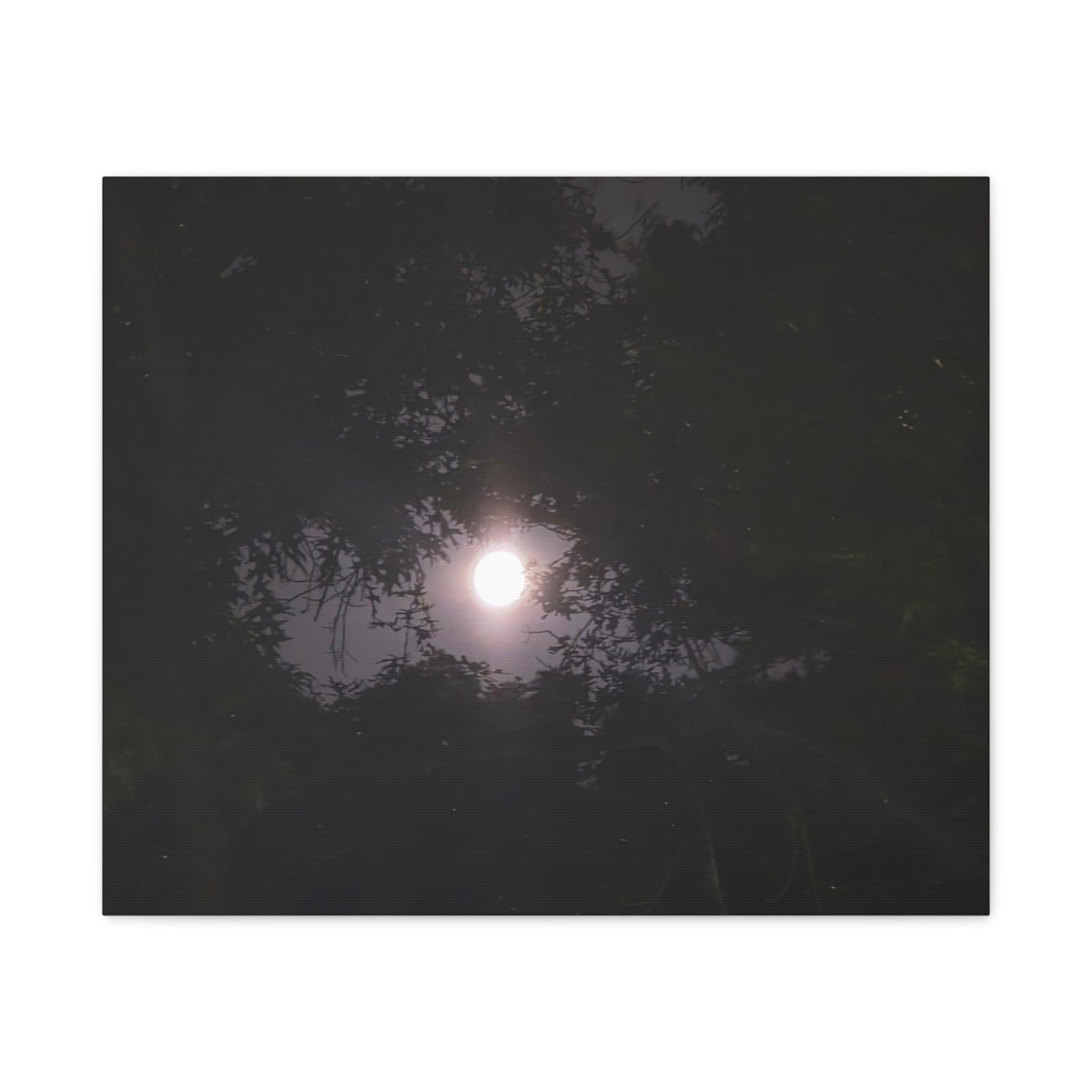 Moon Through the Canopy