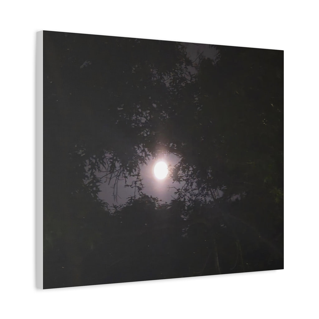 Moon Through the Canopy