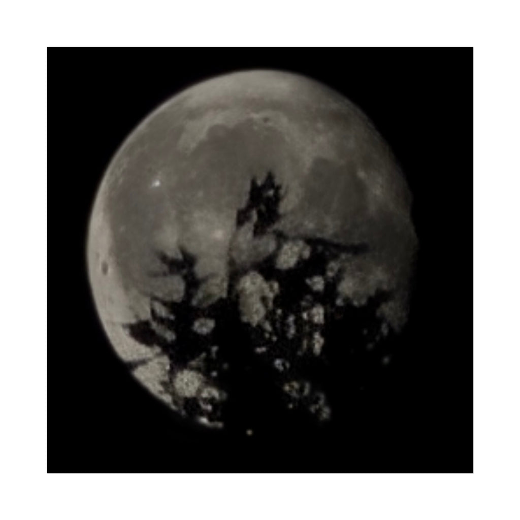 Moonlit Sentinel