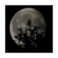 Moonlit Sentinel
